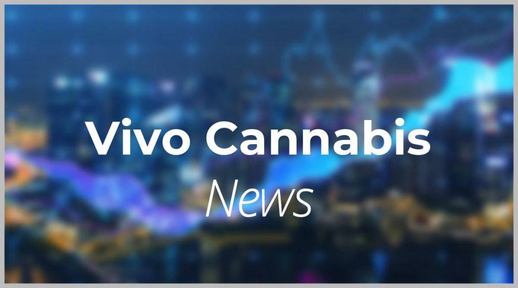 Vivo Cannabis Aktie: Haben die Anleger aufs falsche Pferd gesetzt?