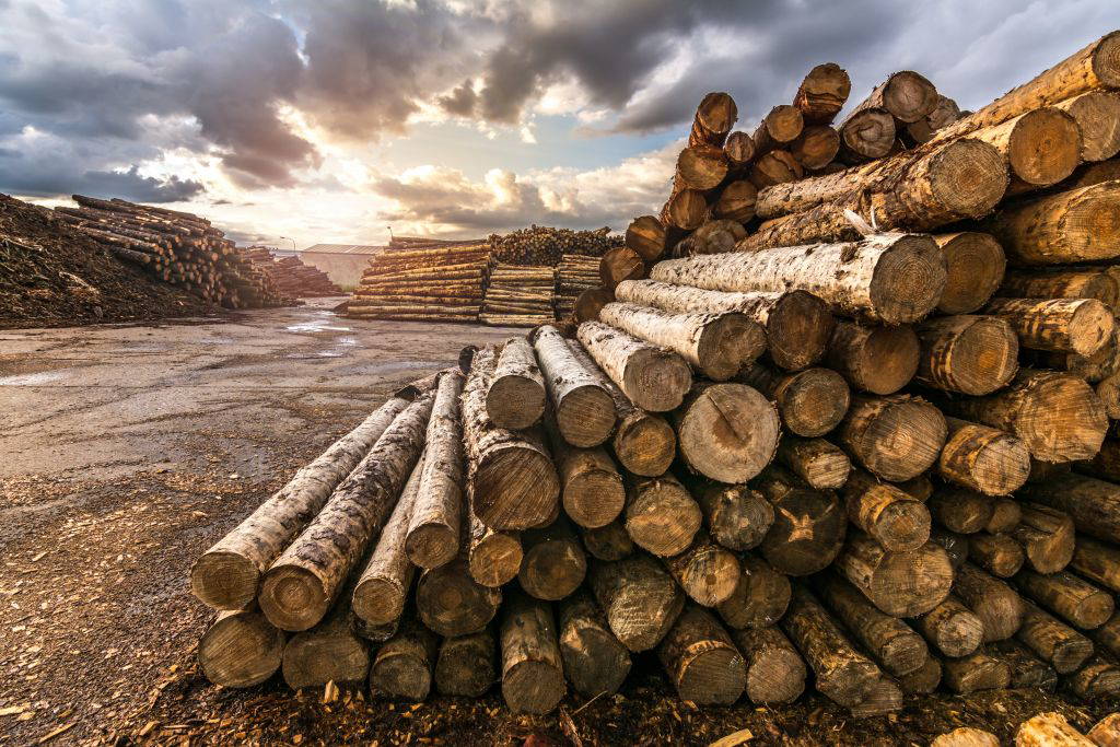 Der Holz-Markt brennt: So können Sie jetzt profitieren!