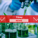 Cannabisproben in Bechern zur Untersuchung im Labor, mit einem Tilray NEWS Banner.